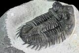 Coltraneia Trilobite Fossil - Huge Faceted Eyes #87555-3